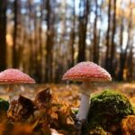 Mushrooms Mushrooms